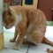 Bambang Catur